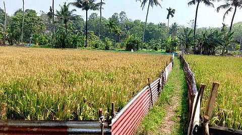 സൗരോർജ്ജവേലി പദ്ധതി; തുടക്കം കുറിച്ച് മടവൂർ പഞ്ചായത്ത് | Solar Power