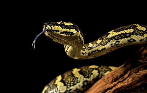 ടാപ്പിംഗ് തൊഴിലാളിയെ പെരുമ്പാമ്പ് കടിച്ചു; പാമ്പിനെ പിടികൂടി വനംവകുപ്പ് | Python Attack