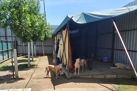 The stray dogs at IIT-M campus