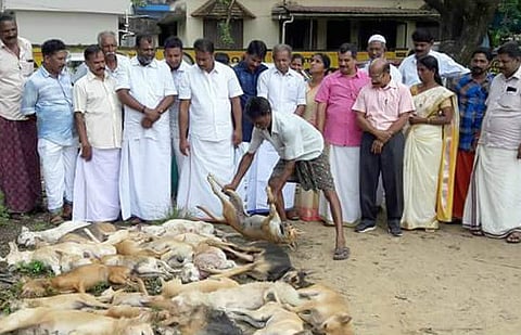 Kerala dog massacres continue: 40 killed, 15 allegedly slammed to death