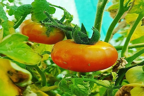 Cuba in your backyard: The Indian startup bringing organic farming to your rooftop