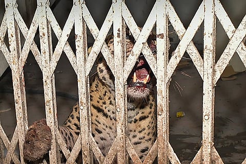 Leopard enters Ghaziabad court complex