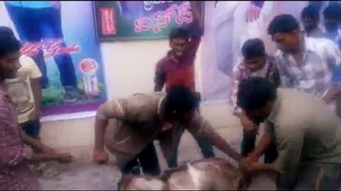Video: Junior NTR fans slaughter lamb during film release in Kadapa