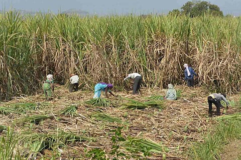 Agricultural labourers