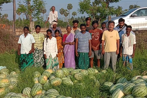 TN farmers abandon watermelon on fields as demand dips in lockdown