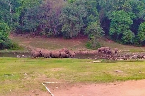Why Kerala's Anakulam river is elephants' favourite watering hole