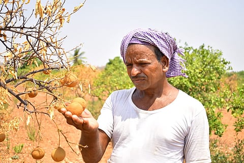 In drought-hit Anantapur, horticulture farmers at the mercy of water tankers