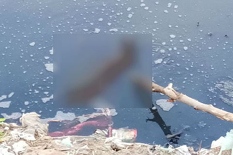 25 stray dogs found dead along Cooum banks in Chennai, poisoning suspected