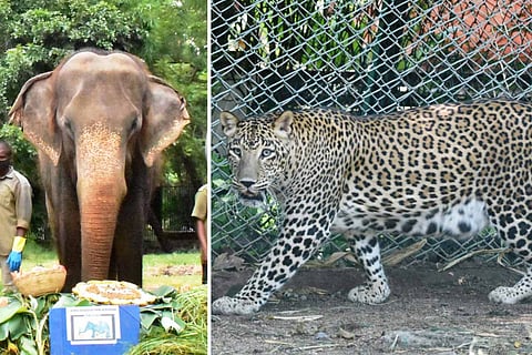 A collage of Rani and Ayyappan