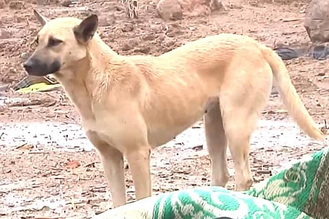 Dog in Idukki
