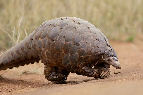 Poaching pushes anteaters to near extinction as environment ministry shuts its eyes