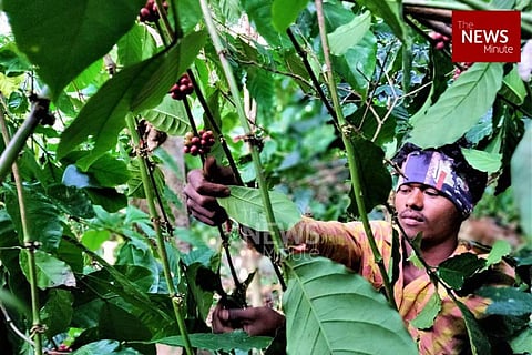 Tribal farmers cultivating Araku coffee stare at crisis as Union govt delinks MGNREGA