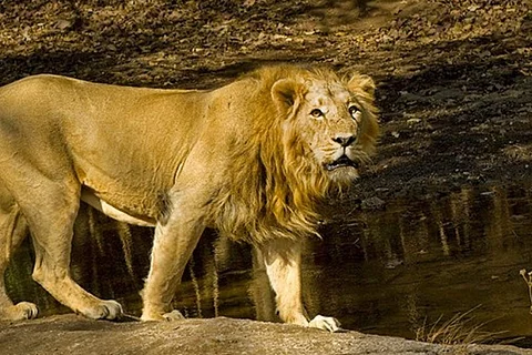 A representative image of an Asiatic Lion