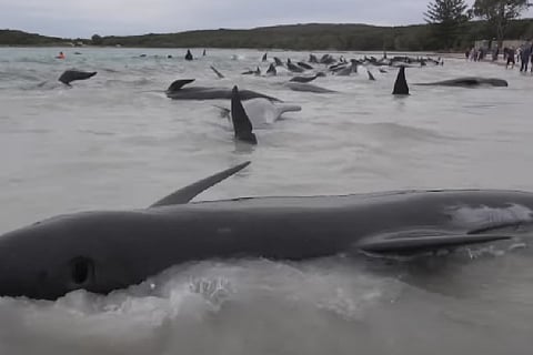 Australia Pilotwhalestrand