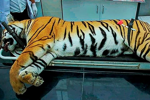 Acted on state order, will sue those who mudsling: Hyd shooter who killed tigress Avni