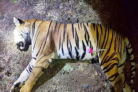 ‘I am sad about the killing’: Tigress Avni's human killer expresses regret over hunt