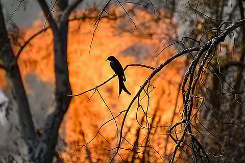 Bandipur forest fire: IAF helicopters pressed into service on Day 5