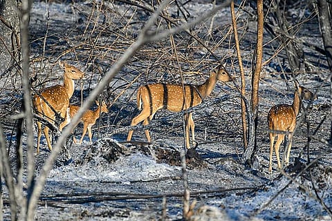 As fire rages for the 4th day in Bandipur forest, activist says warning signs ignored