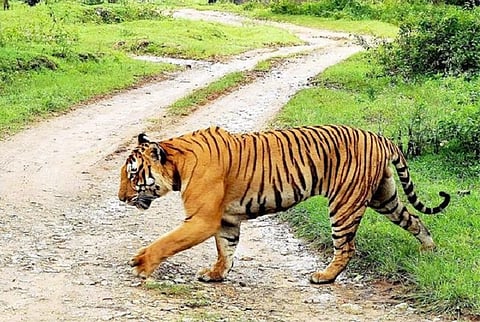 In 2016, poaching was at an all-time high, but tiger numbers still rose