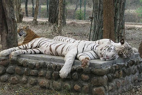 BANNERGHATTA NATIONAL PARK