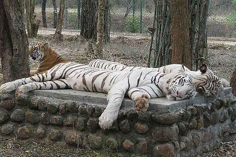 To protect animals from COVID-19, Karnataka zoos have a ‘minimum contact’ policy