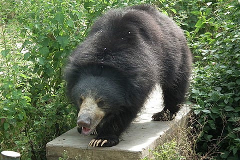 50-year-old man, son mauled to death by bears in Chhattisgarh