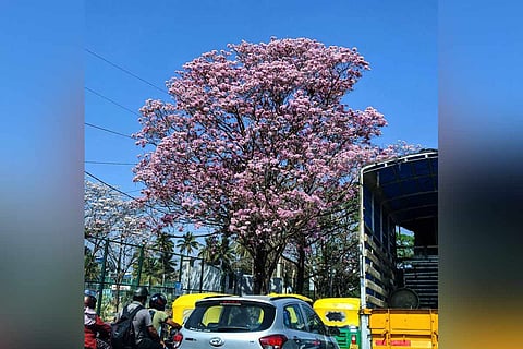 Pink flowering tree Tabebuia Rosea in Bengaluru traffic