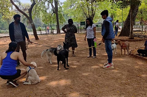 A group of people with a few dogs in Bengaluru's Cubbon Park