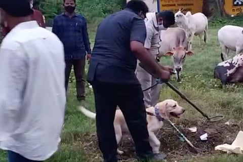 Dog squad at the site of explosion
