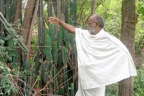 Why farmers in TN are reverting to trees and thorny cacti as traditional bio-fences