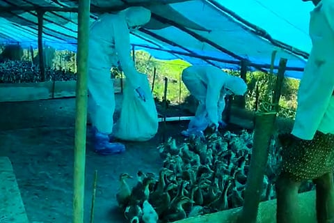 Bird Flu Alert Representative Image