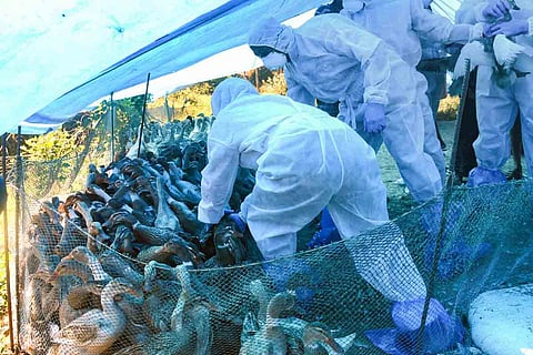 Health officials culling ducks in Alappuzha