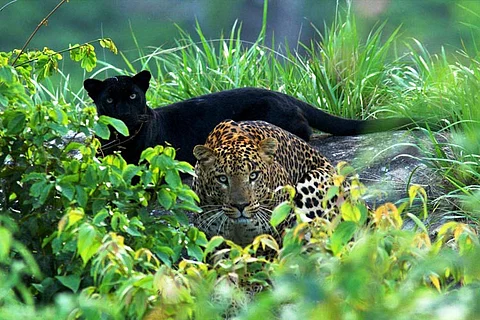 Black panther and leopard spotted together, TN photographer captures rare sighting