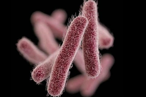Toddler allegedly dies of Shigella: What is this disease, how does it spread?