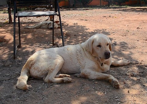 TN govt should enforce registration of dog breeders, pet shops: Activist