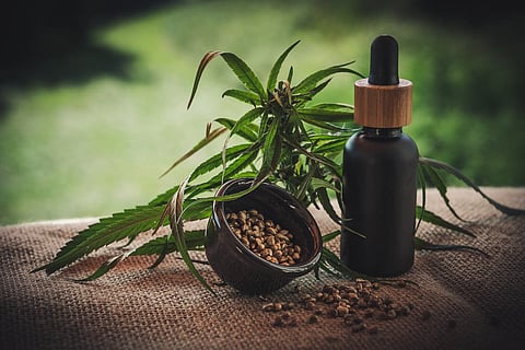 Representative image of a cannabis leaves and weed seeds