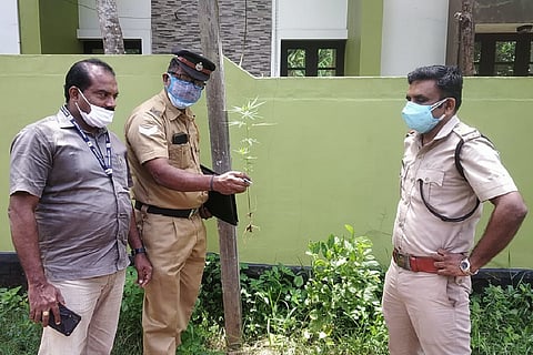 Excise inspectors with the cannabis plants