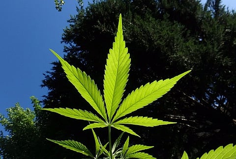 Can marijuana compound boost night vision?