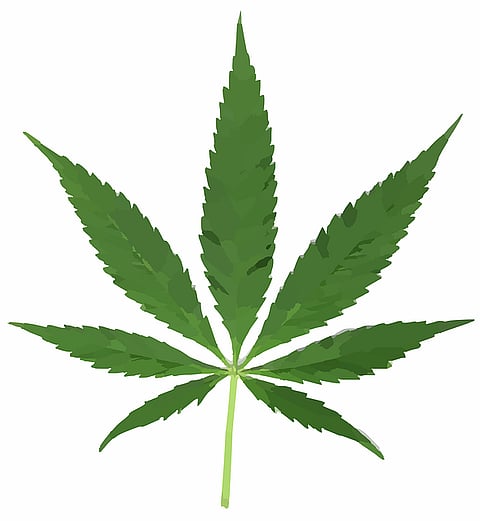 Washington DC opens its arms to legal marijuana usage
