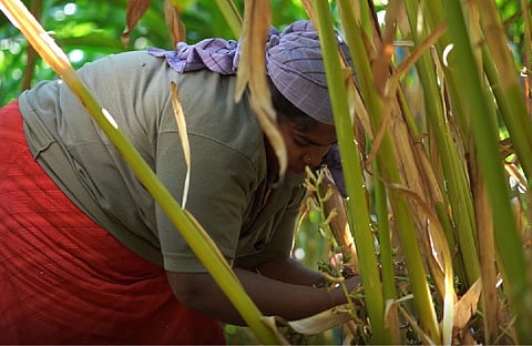 How the floods changed the lives of cardamom cultivators in Idukki