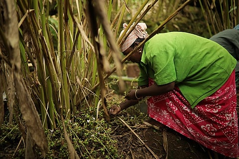 From export to natural disaster, cardamom cultivation in Kerala has fallen on hard times