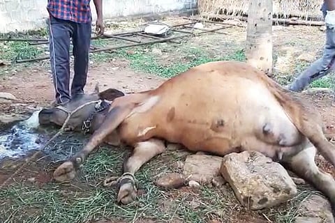 Cattle Death