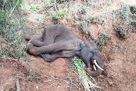 Coimbatore Elephant dead