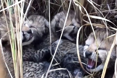 Female cheetah cub dies at Kuno National Park, fourth death in two months
