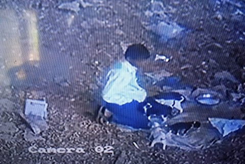 Chennai woman accuses man of sexually assaulting puppies, files police complaint