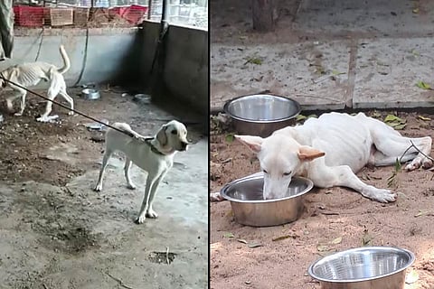 Chennai animal shelter where starving dogs and cats were rescued