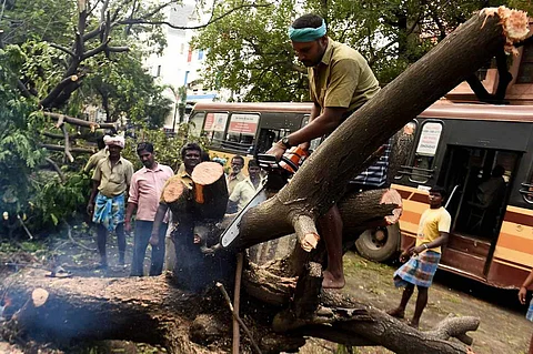 GCC workers cutting trees after complaints