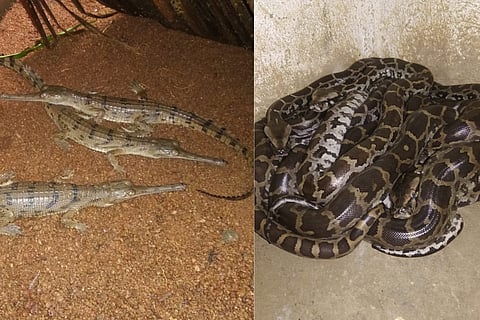A collage of the baby gharials and python at the snake park