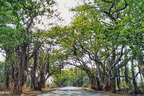 A photo of the mature banyan trees on the present stretch of road to Vikarabad
