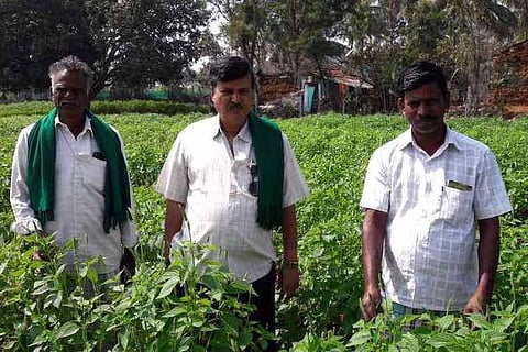 How cultivating chia seeds is helping Mysuru farmers boost agricultural income